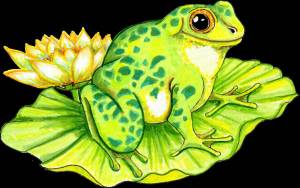 Раскраска жаба для детей #35 #305506