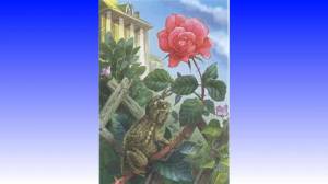 Раскраска жаба и роза #4 #305512
