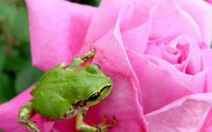 Раскраска жаба и роза #7 #305515