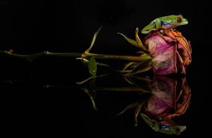 Раскраска жаба и роза #14 #305522