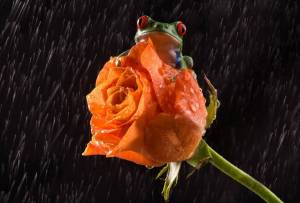 Раскраска жаба и роза #15 #305523