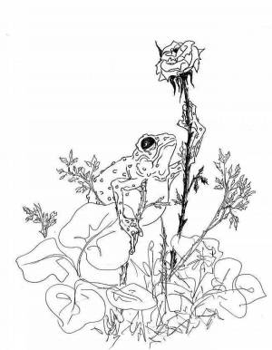 Раскраска жаба и роза #16 #305524