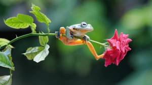 Раскраска жаба и роза #27 #305535