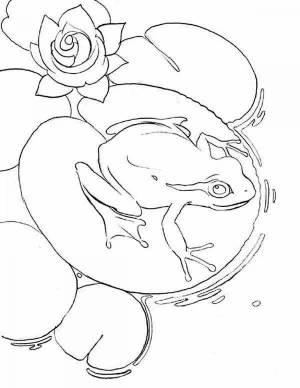 Раскраска жаба и роза #32 #305540