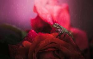 Раскраска жаба и роза #33 #305541