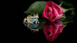 Раскраска жаба и роза #35 #305543