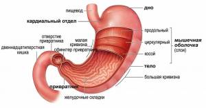 Раскраска желудок #7 #306254