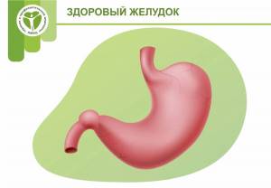 Раскраска желудок #24 #306271