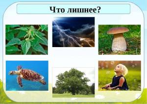 Раскраска живая природа и неживая #35 #306921