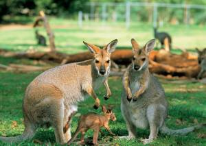 Раскраска животные австралии #4 #307061