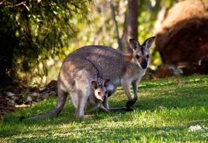 Раскраска животные австралии #7 #307064
