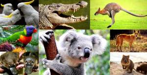 Раскраска животные австралии #24 #307081