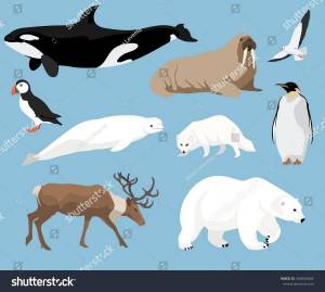 Раскраска животные антарктиды для детей #18 #307143