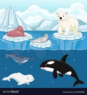 Раскраска животные антарктиды для детей #21 #307146
