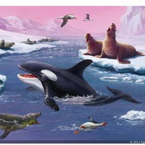 Раскраска животные антарктиды для детей #33 #307158