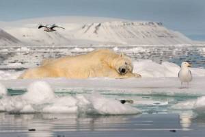 Раскраска животные антарктики и арктики #9 #307172