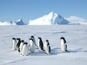 Раскраска животные антарктики и арктики #15 #307178