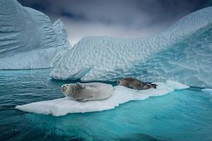 Раскраска животные антарктики и арктики #18 #307181