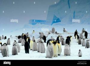 Раскраска животные антарктики и арктики #21 #307184