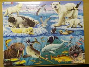 Раскраска животные антарктики и арктики #23 #307186