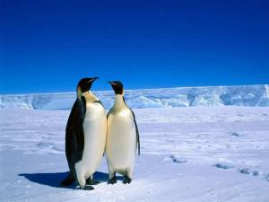 Раскраска животные антарктики и арктики #25 #307188