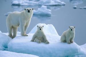 Раскраска животные антарктики и арктики #29 #307192