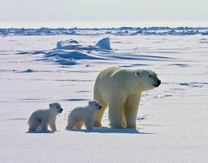 Раскраска животные антарктики и арктики #31 #307194