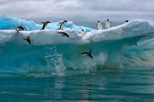Раскраска животные антарктики и арктики #32 #307195