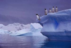 Раскраска животные антарктики и арктики #33 #307196