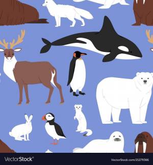 Раскраска животные арктики для детей #21 #307223