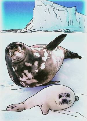 Раскраска животные арктики для детей #29 #307231