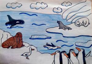 Раскраска животные арктики для детей #31 #307233
