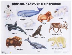 Раскраска животные арктики для детей #33 #307235