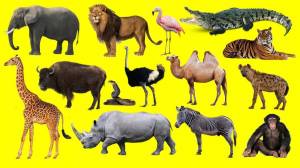 Раскраска животные африки для детей 3 4 лет #8 #307316