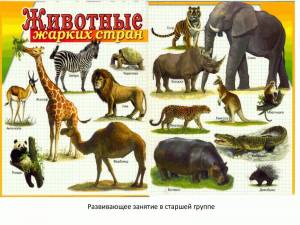 Раскраска животные африки для детей 4 5 лет #10 #307357