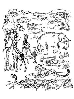 Раскраска животные африки для детей 5 7 лет #29 #307415