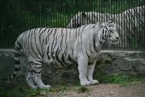 Раскраска животные зоопарка #35 #307846