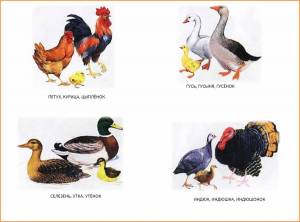 Раскраска животные и птицы домашние #25 #307875