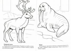 Раскраска животные крайнего севера для дошкольников #30 #307919