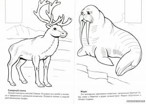 Раскраска животные красной книги россии для детей #13 #307941