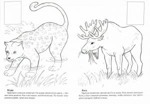 Раскраска животные красной книги россии для детей #31 #307959