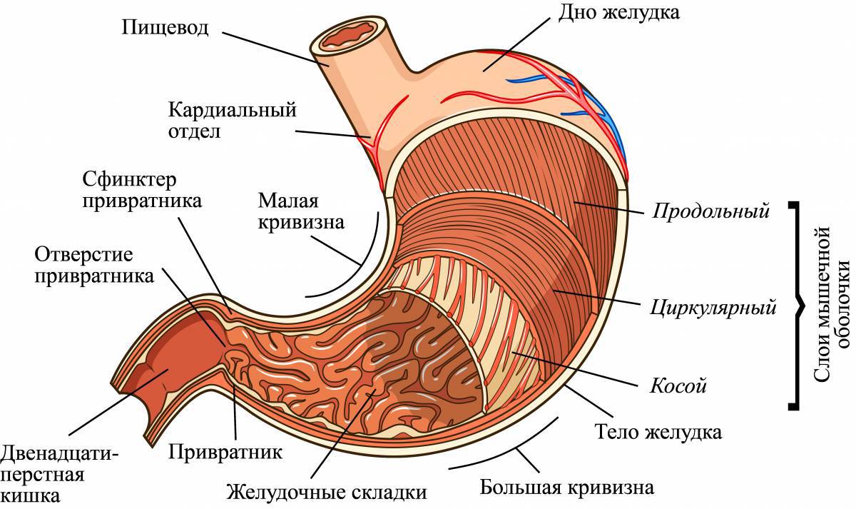 Функции желудка анатомия