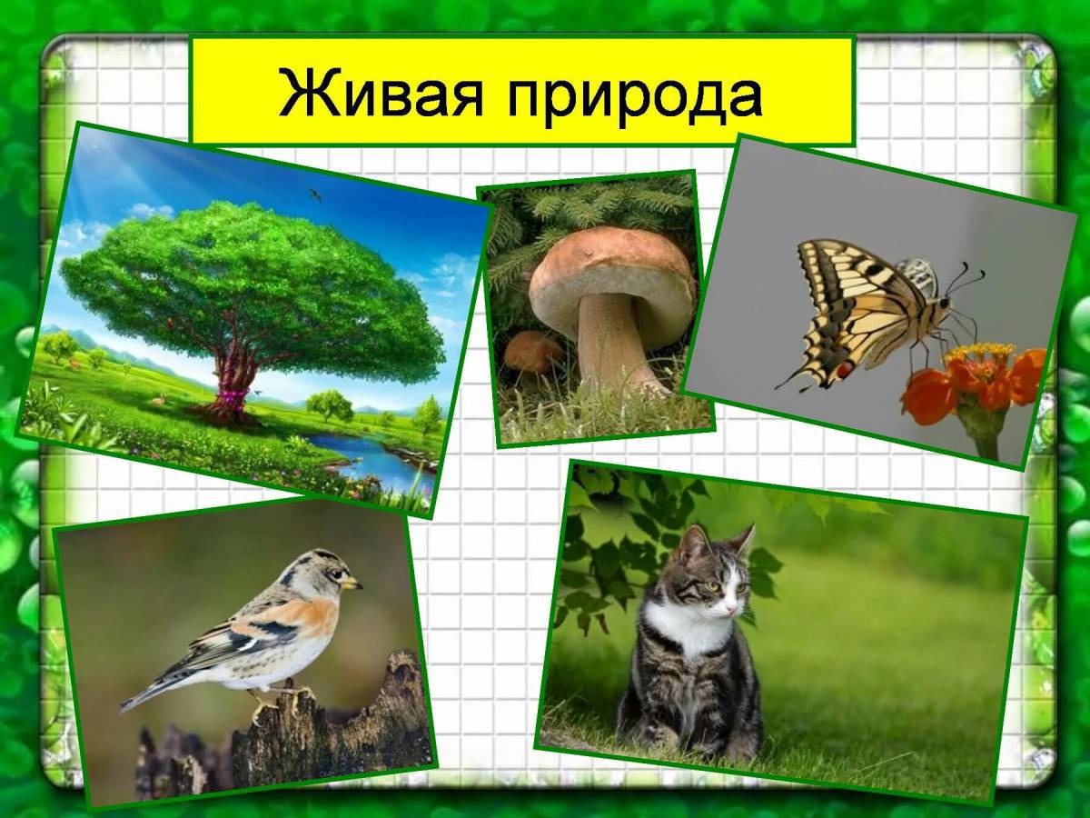 Живая и неживая природа для дошкольников #6