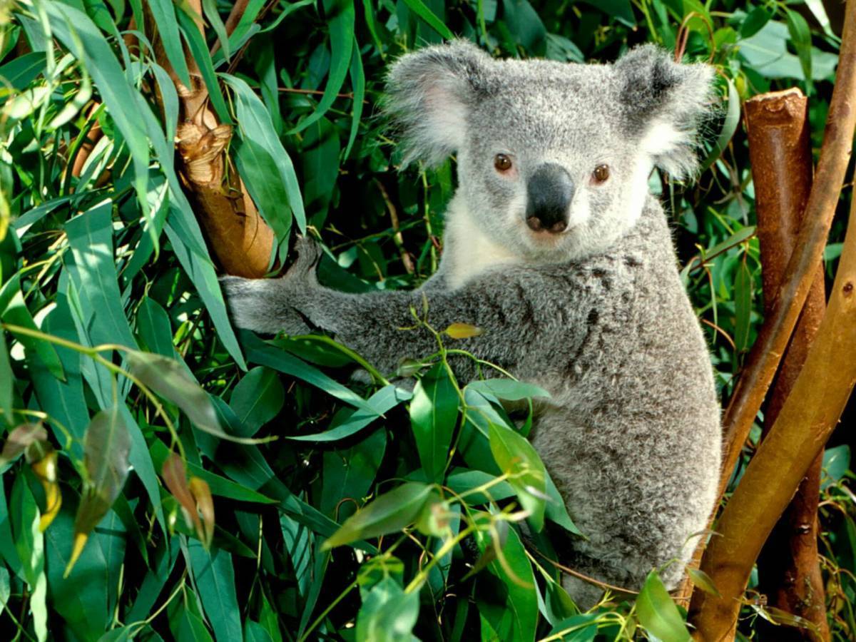 Животные австралии #1