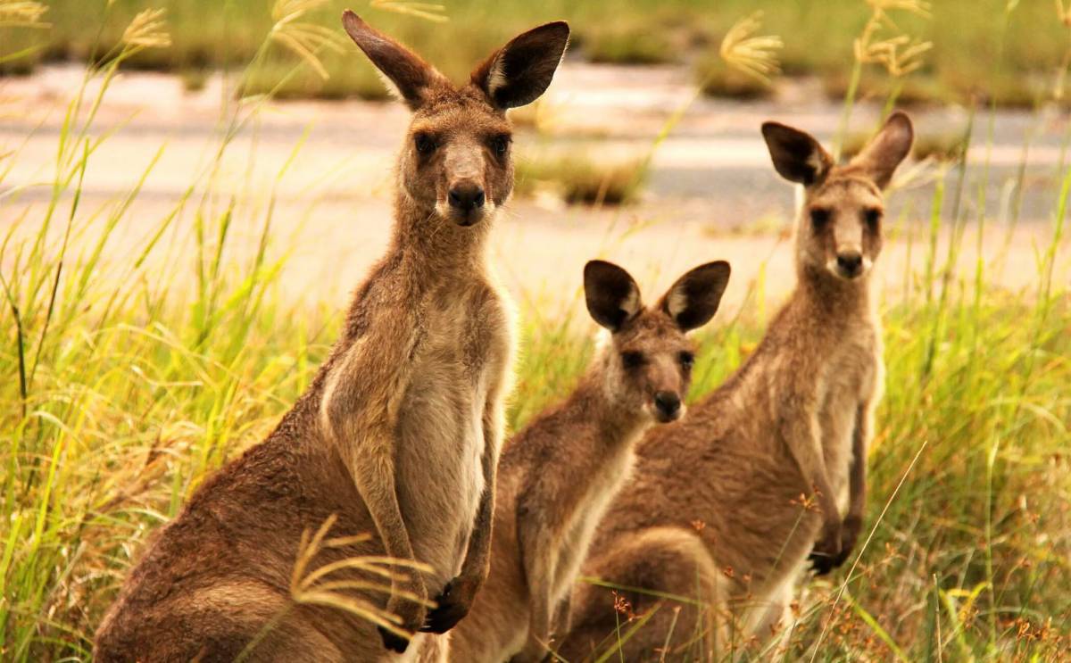 Животные австралии #3