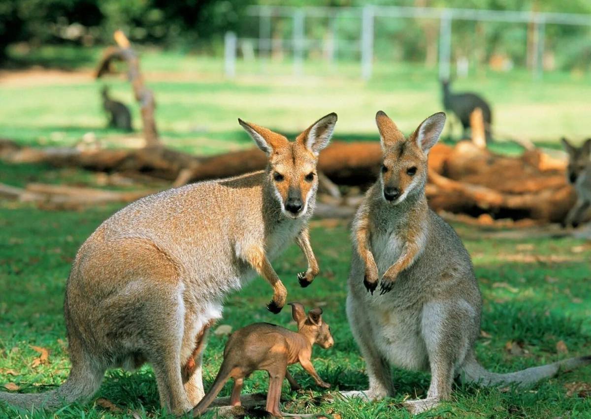 животные австралии