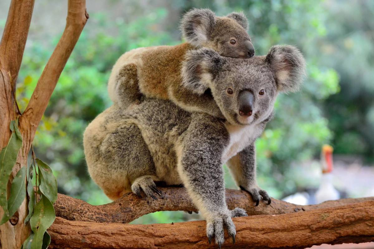 Животные австралии #6