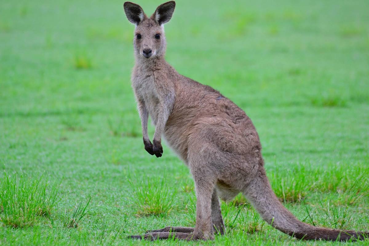 Животные австралии #8