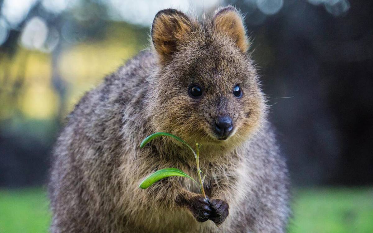 Животные австралии #9