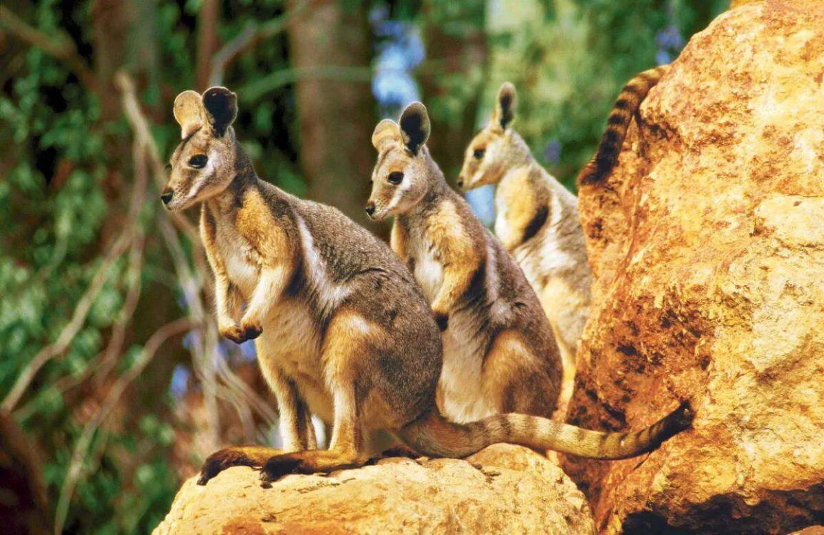 Животные австралии #12